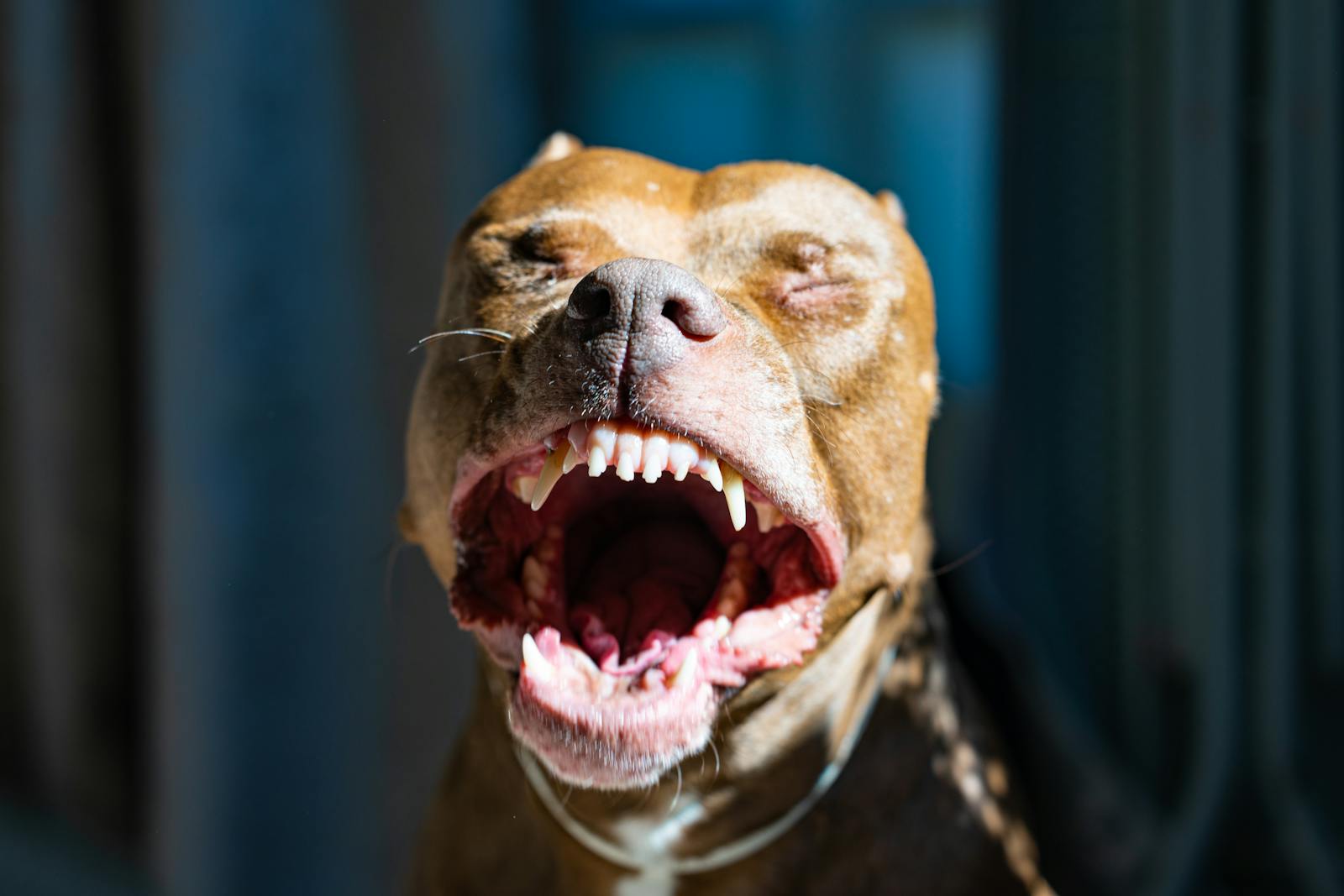 Witelovers A close-up portrait of a playful pitbull with its mouth wide open, captured in Amarante, Portugal.