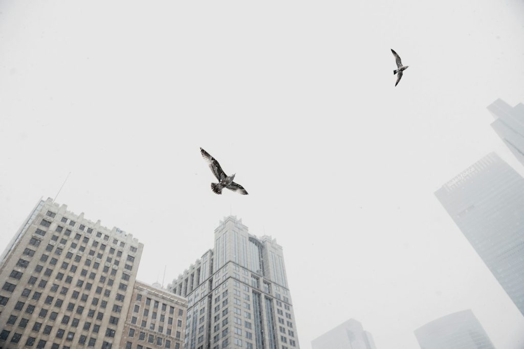 Witelovers Birds fly past tall buildings on a foggy day.