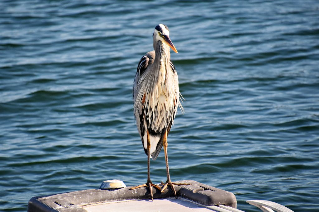 Nova Scola:  A majestic Great Blue Heron stands calmly on a dock against Sydney's aquatic backdrop.