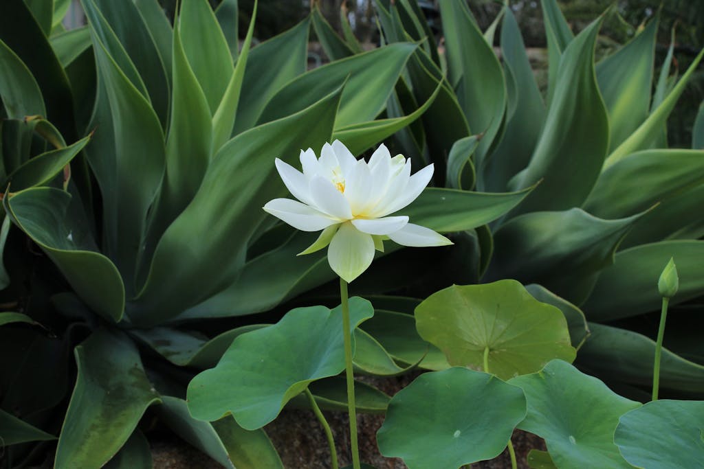 Freeoners: A serene white lotus flower stands out in a green garden setting in Brisbane.