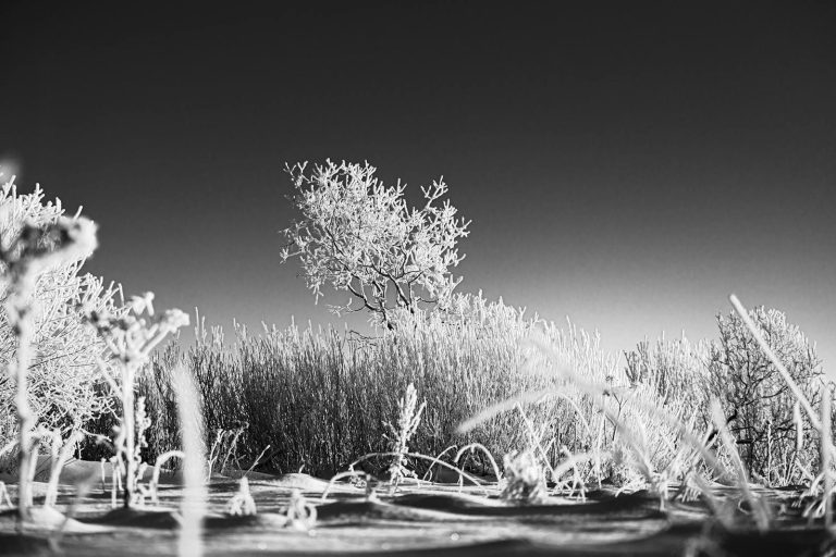 Emphyteymata Captivating monochrome frosty landscape in Keila, Estonia showcasing winter's beauty.