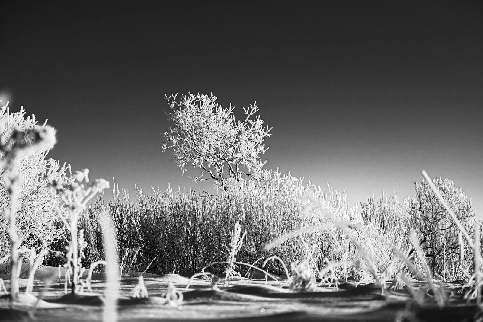 Emphyteymata Captivating monochrome frosty landscape in Keila, Estonia showcasing winter's beauty.