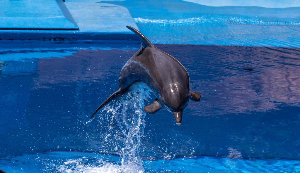 Miami Dolphins A playful dolphin leaps in a vibrant blue pool, showcasing its agility and grace.