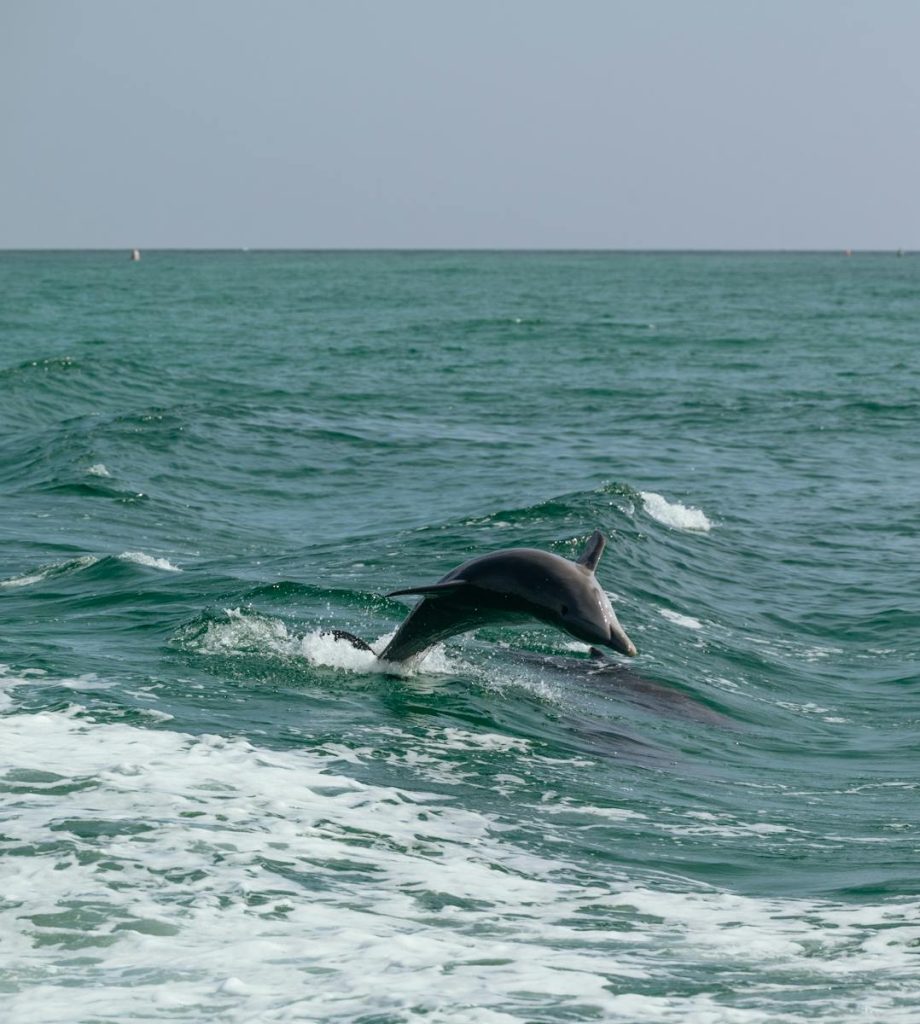 A dolphin gracefully leaps over sea waves on a sunny day, showcasing marine wildlife in its natural habitat.