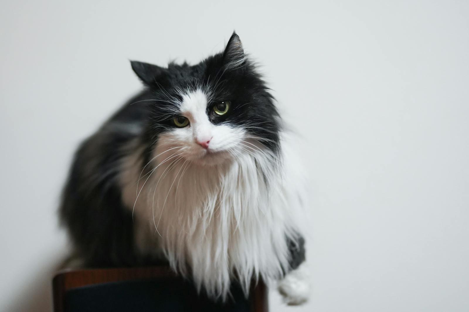 Norsk Casino A cute bicolor cat with fluffy fur and bright eyes perched on a chair in a studio setting.
