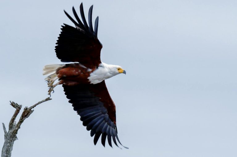 Eagles Rookie Trade Attempt Capture of an African Fish Eagle soaring with wings fully spread.