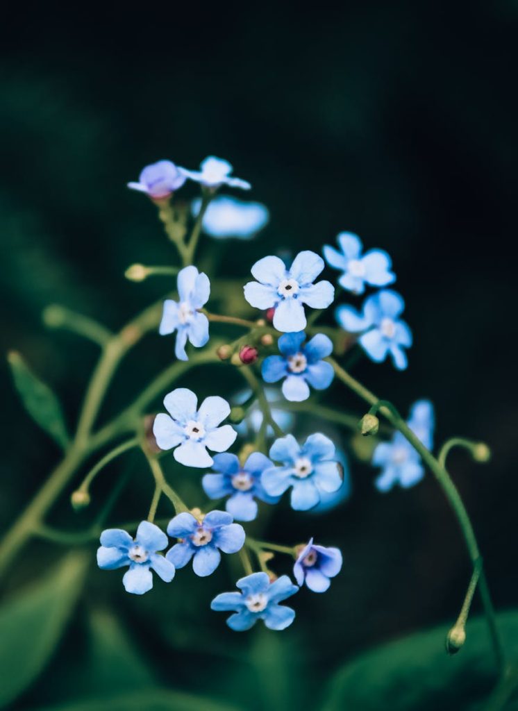 Close-up of delicate blue forget me not flowers with green foliage, highlighting natural beauty.