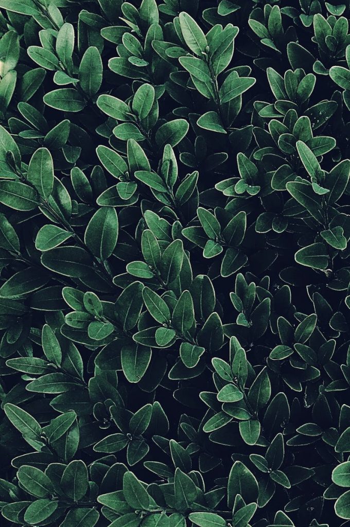 A vibrant close-up of lush green leaves creating a natural, calming wallpaper.