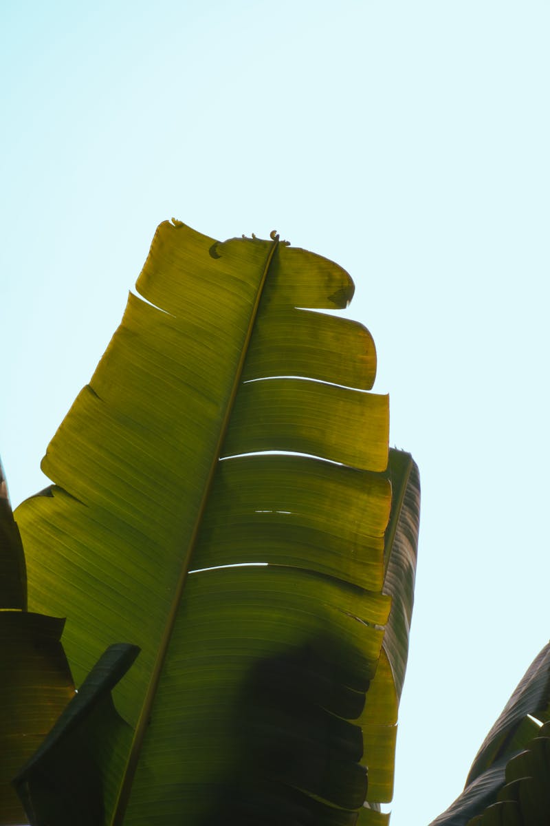 Herbciepscam Vibrant green banana leaves captured in sunlight against a clear sky.