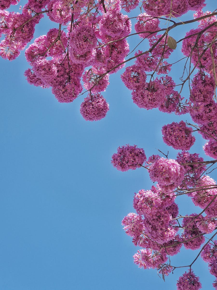 The Meaning of Beautiful Vibrant pink Tabebuia flowers under a clear blue sky captured in Minas Gerais, Brazil.