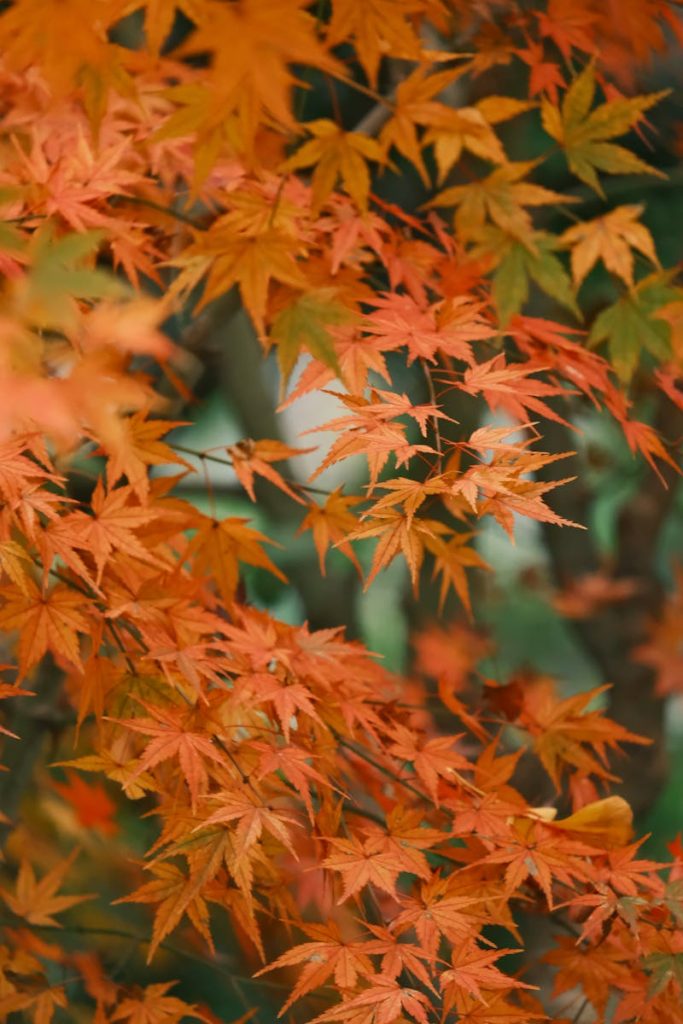 Close-up shot of vibrant orange and red maple leaves showcasing autumn beauty.