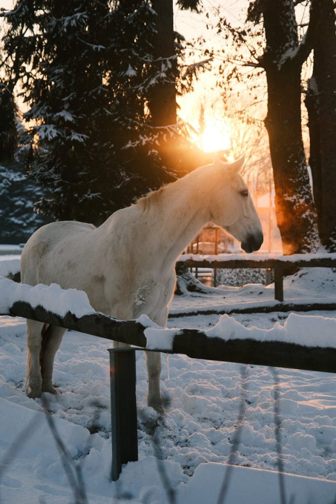 A white horse stands in a snowy winter landscape as the sun rises, casting a warm glow.