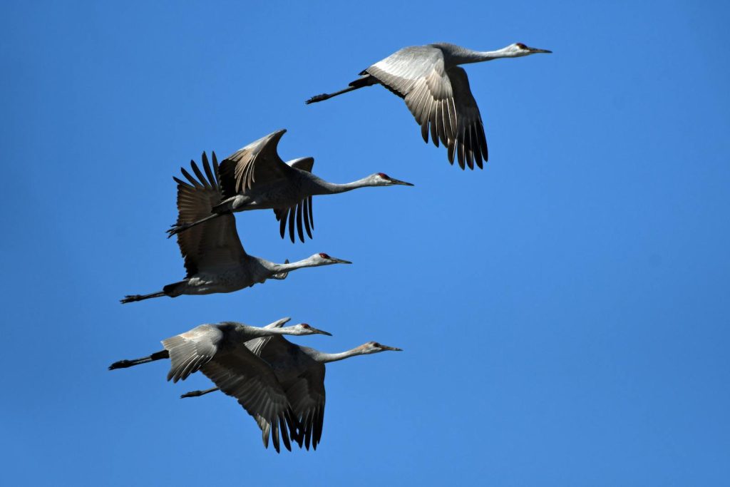 A flock of Sandhill Cranes gracefully flying across a clear blue sky.