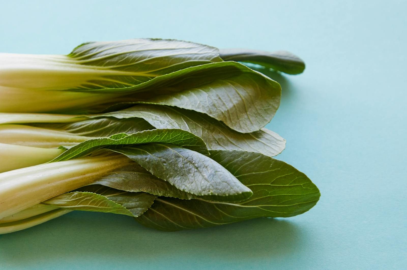 Pak vs Ind Top view of fresh pok choi with ripe verdant leaves on thick stems on blue background