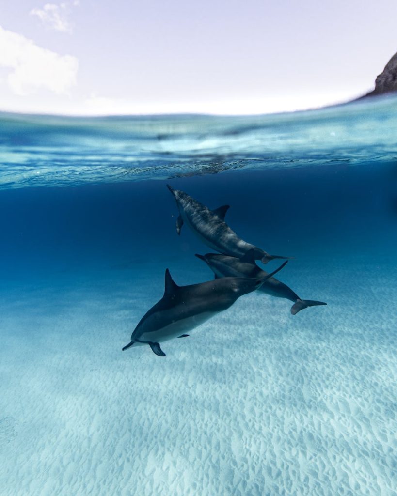 Peaceful underwater view of dolphins swimming in clear ocean waters.