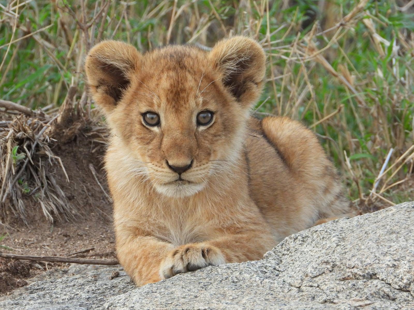 Chicago Cubs Close-up of a playful lion cub lying on a rock, embodying the wild spirit of African wildlife.