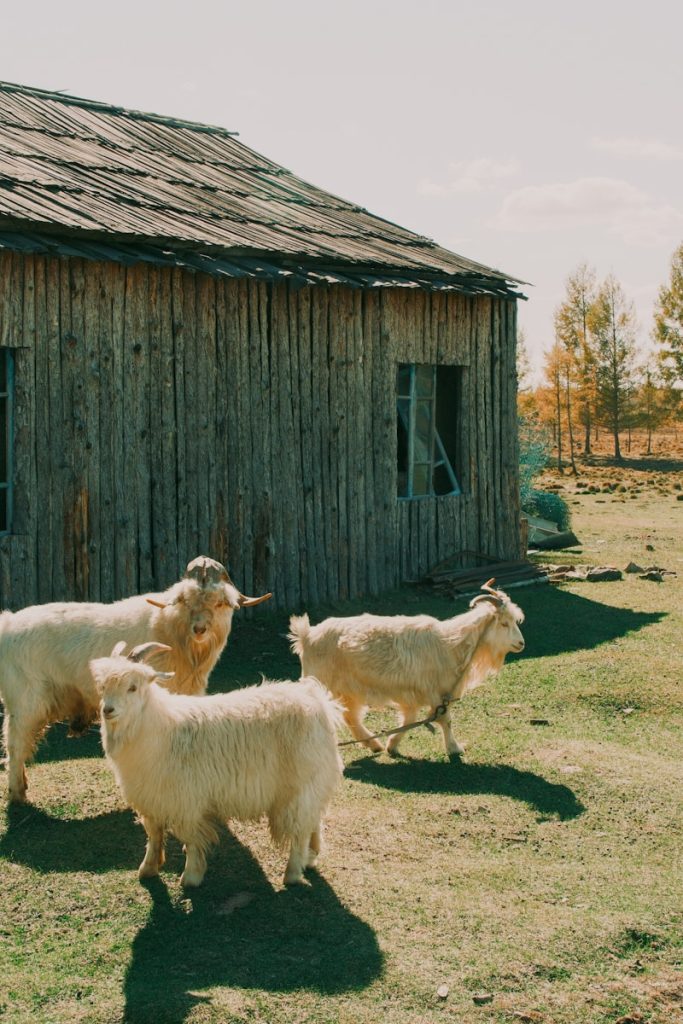 H1  Three fluffy goats stand near a weathered wooden building.