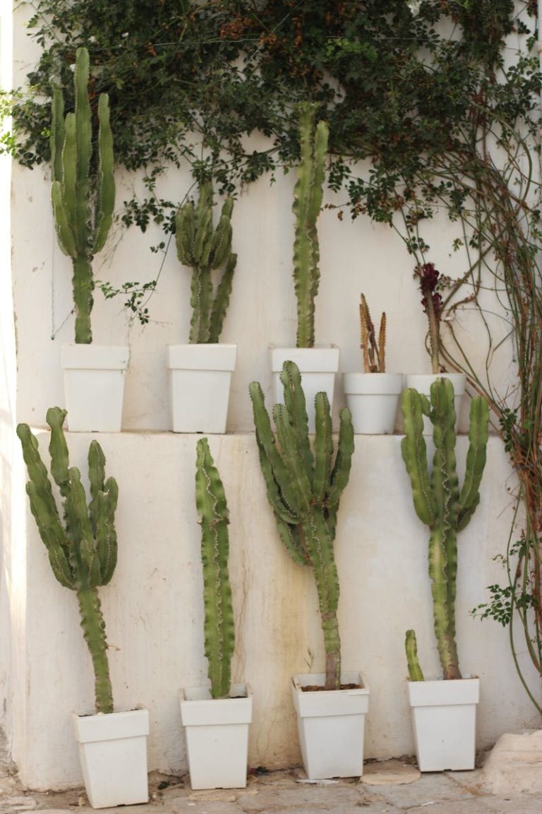 Voozon Vertical arrangement of cacti and ivy on white wall in Tunis, Tunisia.