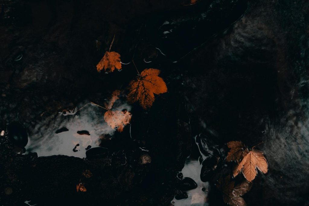 Dark moody autumn leaves floating in a reflective puddle, creating a serene and natural setting.